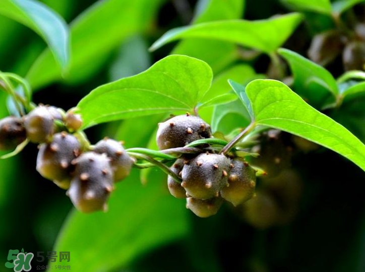 山藥豆是怎么長出來的？山藥豆是山藥的種子嗎？