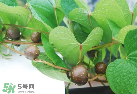 山藥豆能生吃嗎？山藥豆能帶皮吃嗎？