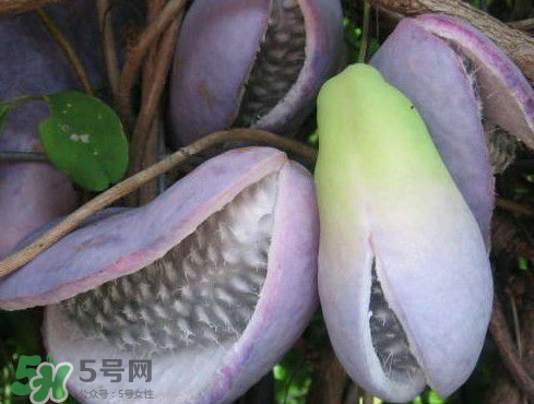 八月炸皮能吃嗎_怎么吃法_功效與作用 八月炸皮能吃嗎_怎么吃法_功效與作用