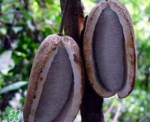 八月炸皮能吃嗎_怎么吃法_功效與作用 八月炸皮能吃嗎_怎么吃法_功效與作用