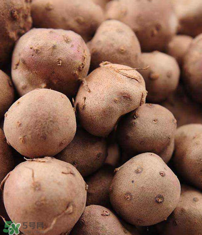 山藥豆能種植嗎？山藥豆怎么種？