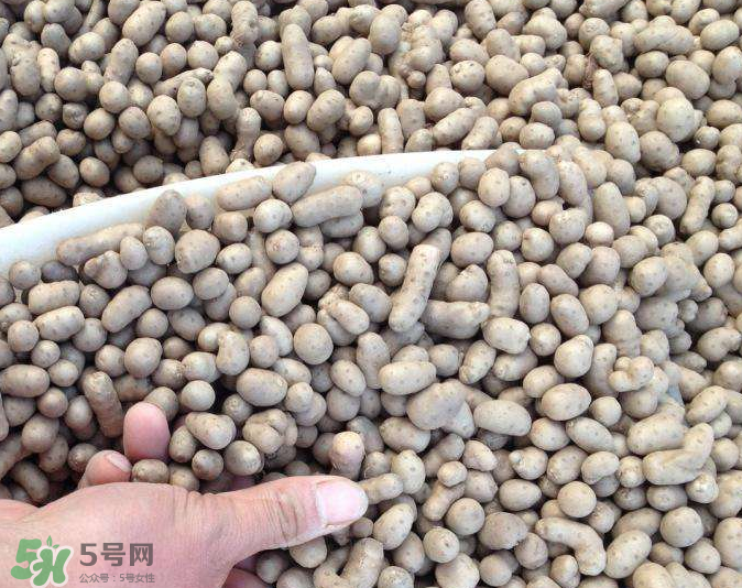 山藥豆能種植嗎？山藥豆怎么種？