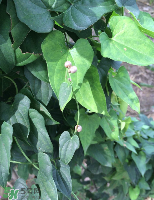 山藥豆能種植嗎？山藥豆怎么種？