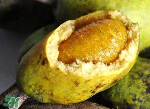 牛卵坨可以人工種植嗎 牛卵坨怎么種植 牛卵坨可以人工種植嗎 牛卵坨怎么種植