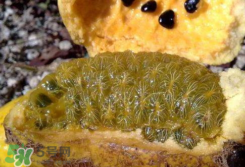 牛卵坨可以人工種植嗎 牛卵坨怎么種植 牛卵坨可以人工種植嗎 牛卵坨怎么種植