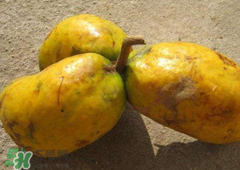 牛卵坨可以人工種植嗎 牛卵坨怎么種植 牛卵坨可以人工種植嗎 牛卵坨怎么種植