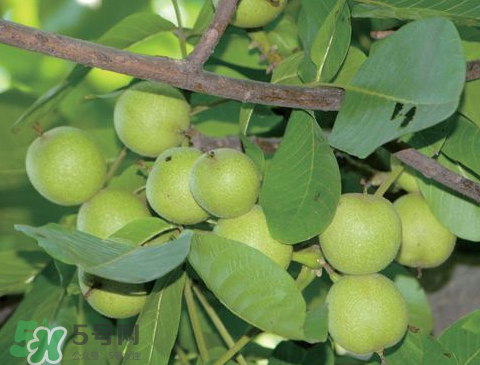 山核桃多少錢(qián)一斤市場(chǎng)價(jià) 野生核桃多少錢(qián)一斤 山核桃多少錢(qián)一斤市場(chǎng)價(jià) 野生核桃多少錢(qián)一斤