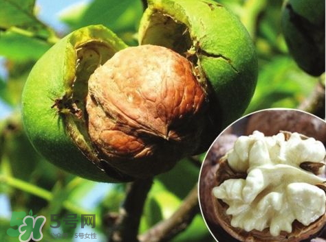 山核桃多少錢(qián)一斤市場(chǎng)價(jià) 野生核桃多少錢(qián)一斤 山核桃多少錢(qián)一斤市場(chǎng)價(jià) 野生核桃多少錢(qián)一斤