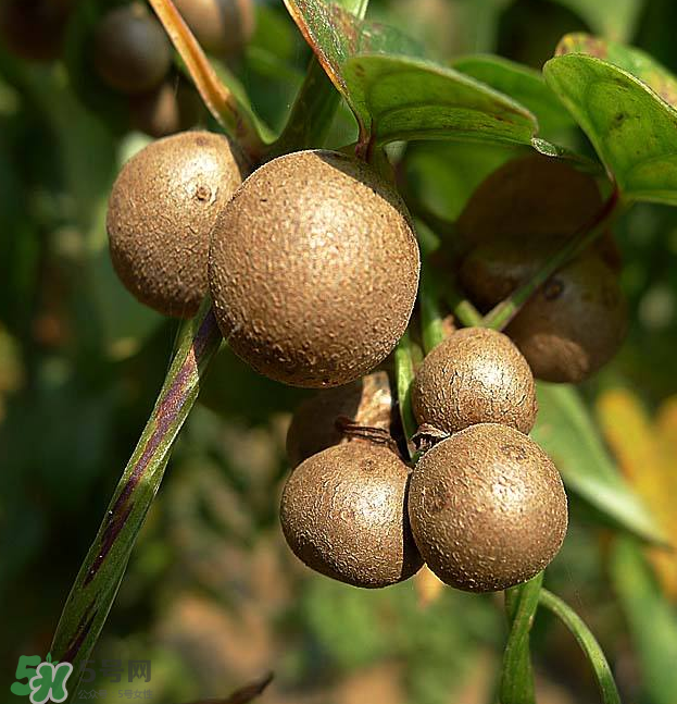山藥豆能泡酒嗎？山藥豆能打豆?jié){嗎？