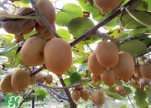 黃心獼猴桃叫什么名字？黃心獼猴桃是什么品種