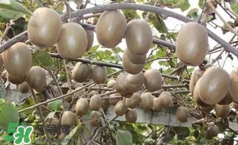 黃心獼猴桃叫什么名字？黃心獼猴桃是什么品種