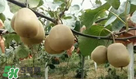 黃心獼猴桃叫什么名字？黃心獼猴桃是什么品種