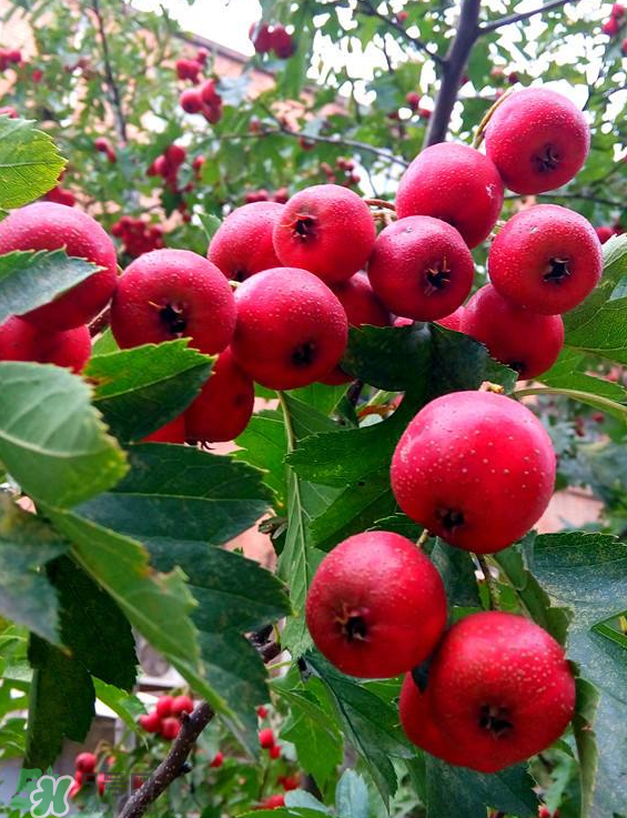 山楂和菊花能一起泡水喝嗎？