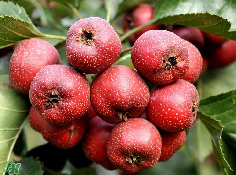 山楂和決明子泡茶喝的功效是什么？