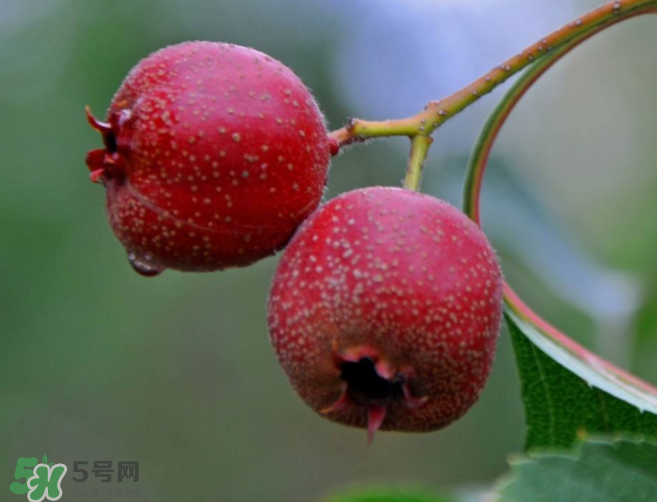 山楂和決明子泡茶喝的功效是什么？