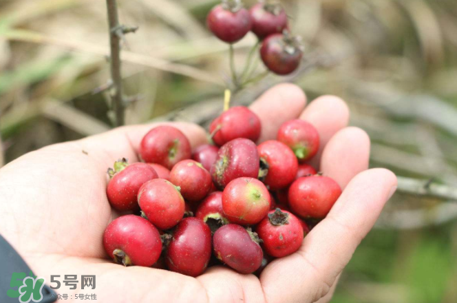 山楂和蜂蜜能一起沖水喝嗎？