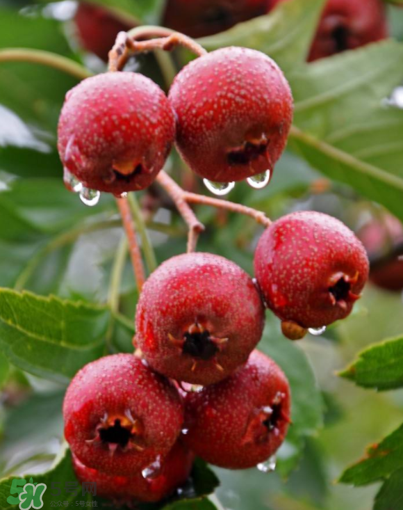 山楂和蜂蜜能一起沖水喝嗎？