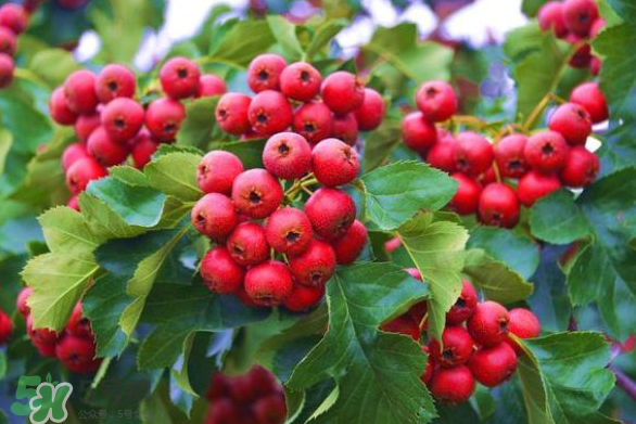 山楂和紅棗可以一起泡水喝嗎？