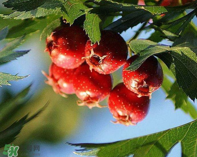 山楂要煲多長時間最好？山楂要什么時候吃最好？