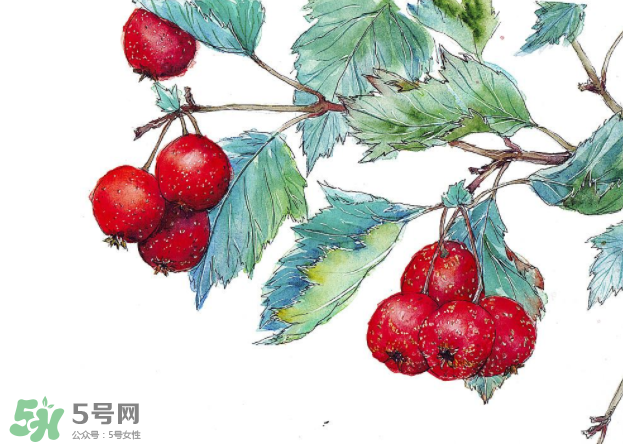 山楂要煲多長時間最好？山楂要什么時候吃最好？