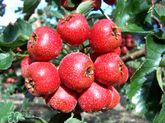 山楂要煲多長時間最好？山楂要什么時候吃最好？