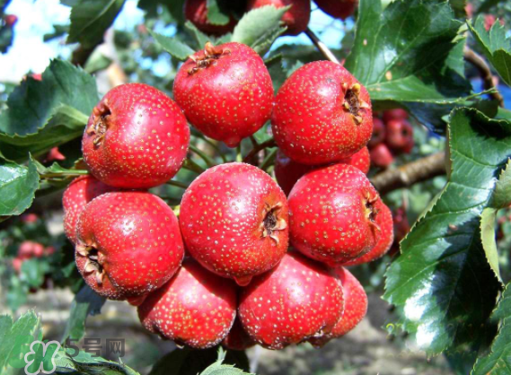 山楂怎么吃才減肥？山楂怎么吃能減肥瘦身？