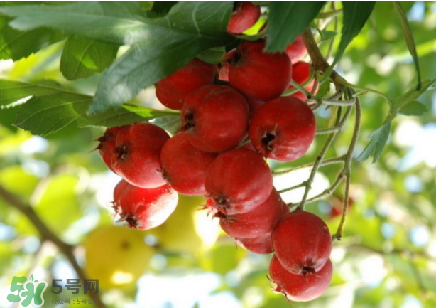 山楂怎么吃才減肥？山楂怎么吃能減肥瘦身？