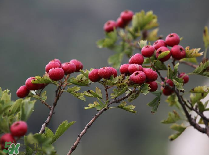 山楂怎么吃才減肥？山楂怎么吃能減肥瘦身？