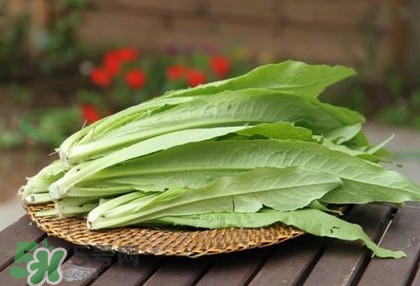 萵苣葉要焯水嗎？萵苣葉怎么做才不苦？