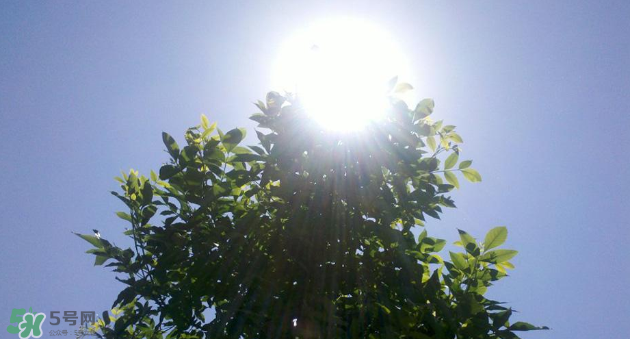 為什么三伏天最熱？如何過(guò)好三伏天？