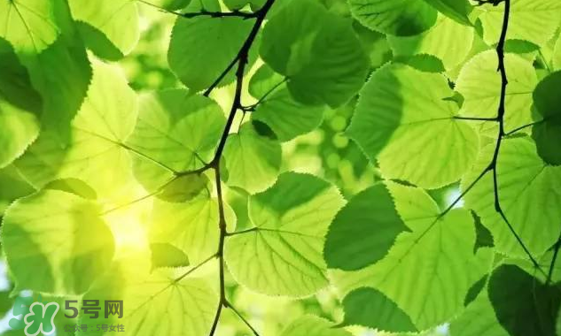 三伏天吃什么？三伏天養(yǎng)生