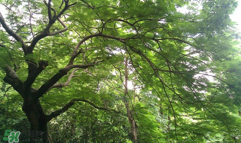 三伏天吃什么？三伏天養(yǎng)生