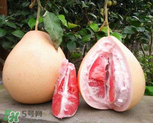 三紅蜜柚有什么功效？三紅蜜柚和金橙蜜柚哪個(gè)更好