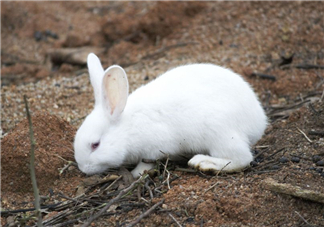 兔肉和羊肉能一起吃嗎？兔肉和羊肉相克嗎？