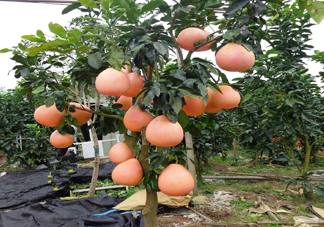 三紅蜜柚幾年結(jié)果？種三紅蜜柚好還是紅肉蜜柚好？