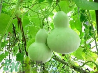 醋泡洋蔥能降血壓嗎？哪些食物可以降血壓？