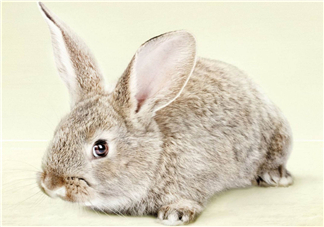 兔肉和雞肉能一起吃嗎？兔肉和土豆能一起吃嗎？