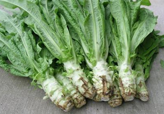 孕婦能吃涼拌萵苣葉嗎？萵苣葉煮水可以治蕁麻疹嗎