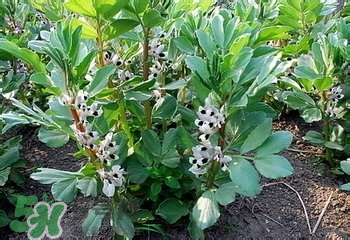 醋泡洋蔥能降血壓嗎？哪些食物可以降血壓？