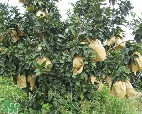 三紅蜜柚怎么儲(chǔ)藏保鮮？三紅蜜柚苗哪里可以買到