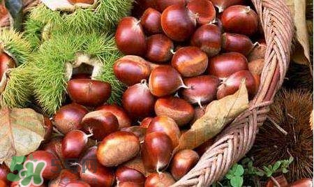 板栗酒能治療腎陽虛嗎？板栗泡酒真的能壯陽嗎？