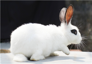 兔肉和芹菜能同吃嗎？兔肉和蝦能一起吃嗎？