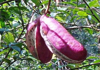 八月炸果什么時(shí)候可以種 八月炸果種植知識