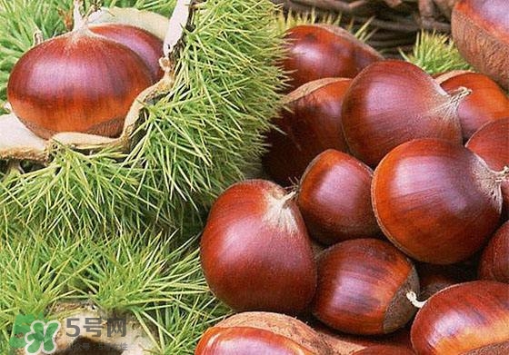 板栗酒能治療腎陽虛嗎？板栗泡酒真的能壯陽嗎？