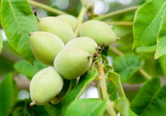 山核桃多少錢一斤2017？野生核桃多少錢一斤？