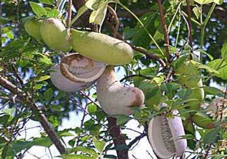 羊開口的中藥別名 羊開口是什么中藥