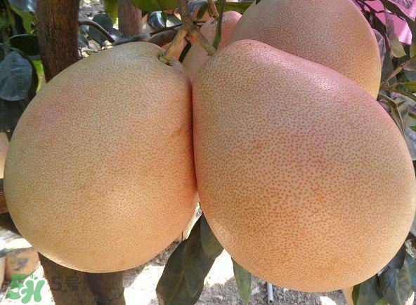 三紅蜜柚湖南可以種嗎？什么地方合適種三紅蜜柚