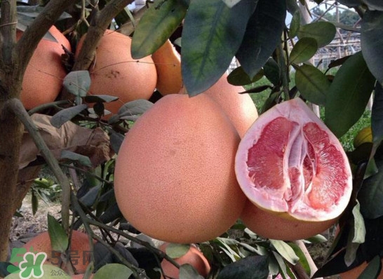 三紅蜜柚是轉(zhuǎn)基因的嗎？三紅蜜柚種植前景如何