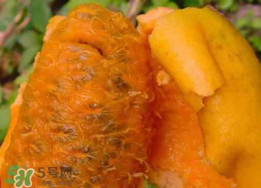 牛卵坨什么時候成熟 牛卵坨多少錢一斤 牛卵坨什么時候成熟 牛卵坨多少錢一斤