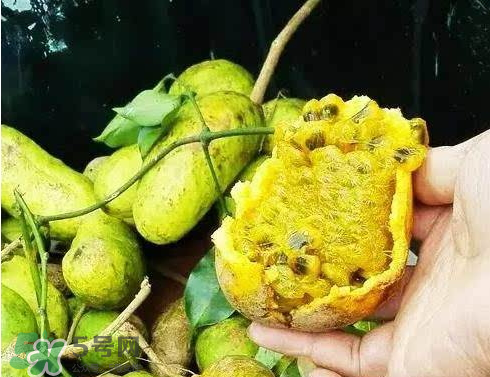 牛卵坨什么時候成熟 牛卵坨多少錢一斤 牛卵坨什么時候成熟 牛卵坨多少錢一斤